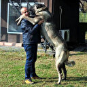 Bu köpeğin ücreti ev parasıyla eş değer