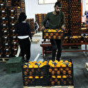 Rusya geri gönderdi, üretici mağdur oldu