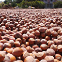 TMO 799 bin kilogram fındık alımı yaptı