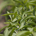 Stevia bitkisinin faydaları