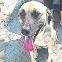 Sokak köpeği sapığı yakalattı
