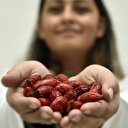 Soğuk algınlığına kuşburnu kalkan