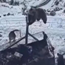 Aç kalan ayı Kato Dağı'nda askeri üsse girdi