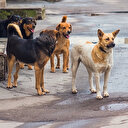 Büyük tartışma: Sokak köpekleri