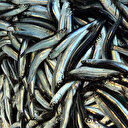 Giresun'da hamsinin fiyatı 7 liraya geriledi