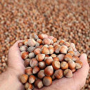 Fındık ihracatçısı rotasını Hindistan'a çevirdi