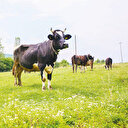 Et üretiminde yüzde 145 artış