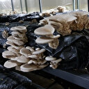 Klasik müzikle büyüyor 12 liradan satılıyor