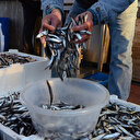 Hamsi Gürcistan'a kaçtı: Fiyatlar 20 TL'ye çıkabilir