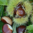 Kestane ihracatında rekor artış