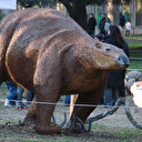 Arjantin'de bulundu: 700 bin yıllık