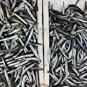 Kilosu 5 liraya düştü