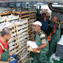 Balıkçılara 8 milyon liralık destek ödemeleri bugün başladı