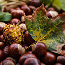 Bin rakımlı köyden Arap ülkelerine kestane ihracatı
