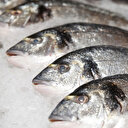 Türkiye'den 64 ülkeye balık ihracatı