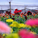 Çiçekçilerin 2019 ihracat hedefi 125 milyon dolar