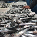 Hamsinin fiyatı iki katına çıktı