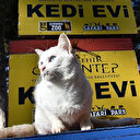 Seçim sandıkları kedilere yuva oldu