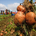 Tarlada 1.5 markette 4 lira