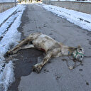 Ölüme terk edilen yaralı at tedaviye alındı