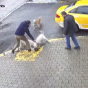 Pitbul dehşeti kamerada: Yavru köpeği parçaladılar