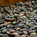 Emtia yatırımcısı 2018'de kakao ile kazandı