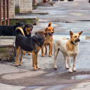 Sokak köpekleri saldırıları yeniden gündemde