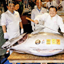 Balık mezatında
astronomik fiyat