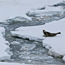Tonlarca metan gazı açığa çıkıyor