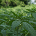 Kenevir nedir, kenevir ne amaçla kullanılıyor?