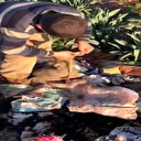 Köpeğin boğazına koli bandı bağlayan çocuk kamerada