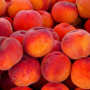 2018'de şeftali ihracatı rekor kırdı