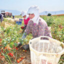 Çiftçiye 264 bin dekar daha arazi