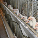 Kümes hayvancılığı üretimi istatistikleri açıklandı