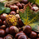 Türkiye'den 32 ülkeye kestane ihracatı