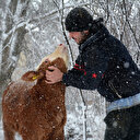 Okumaya gelmişti hayvancılık yapıyor