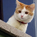 İnanılmaz olay: Kedi evi yaktı