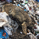 Isparta'da vahşet: Onlarca köpeğin kulağını kesip çöpe attılar