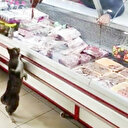 Sosyal medya fenomeni kedi Yeşim öldü