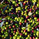 AB'den ABD'nin 'zeytin vergisine' itiraz