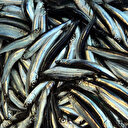 Hamsi ihracatı 9,5 milyon dolar kazandırdı