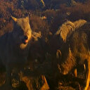 Afyonkarahisar'da görüntülendi: Kurt sürüsü böyle parçaladı