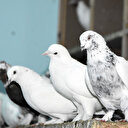 Güvercinleri için 50 bin lira harcıyor