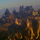 Yaban hayatında 'av mesaisi' fotokapana yansıdı