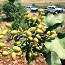 Siirt fıstığının fiyatı son 3 yılda yüzde 100 arttı