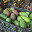 Avokado üretiminde hedef 60 milyon