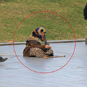 102 yaşında 80 yıldır dileniyor