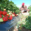 Çilek ihracatı yüzde 95 arttı