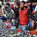 Karadeniz hamsisi yok satıyor