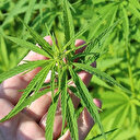 Yerli otomobil için 'kenevir' önerisi